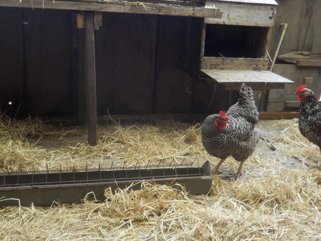 chickens are beginning to moult. gave coop the deluxe cleaning from top to bottom