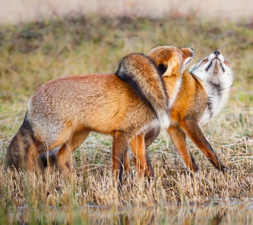 snarkytree:beautiful-wildlife:True Love by Pim Leijen@ponybalderdasheryEeeefoxies~! <3