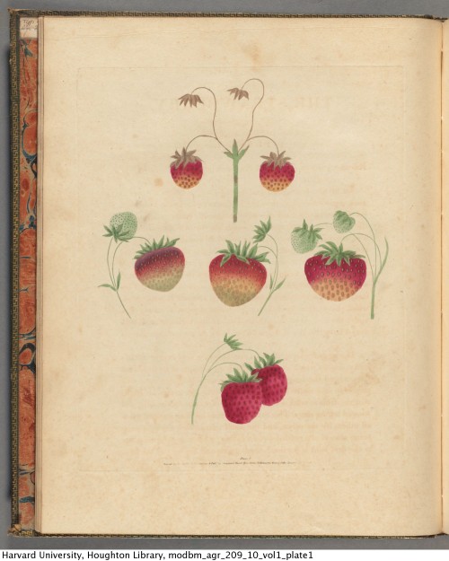 Brookshaw, George, 1751-1823. Pomona britannica; or, A collection of the most esteemed fruits at pre