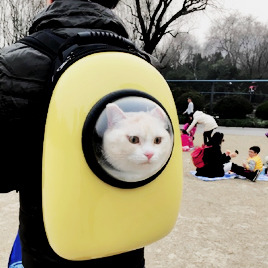 kaonoshi:Dog / Cat Pet Astronaut Capsule BackpackDiscount Code : Joanna15 (15% off) 