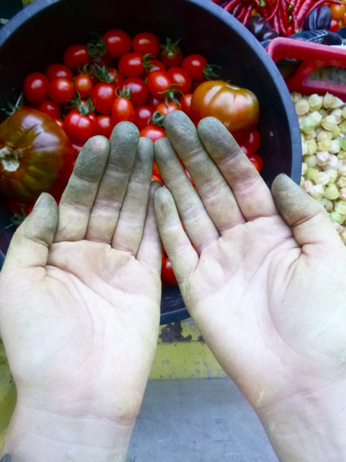 tomato harvesting hands