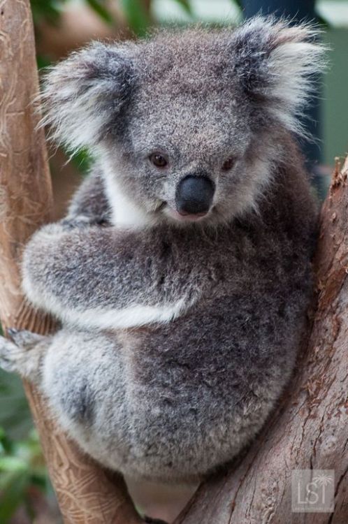 wildlifepower:KOALAS TIME!!!Read More