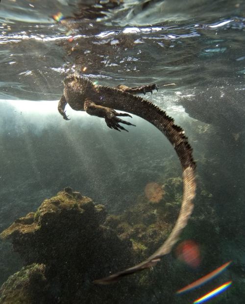 funkysafari:  Marine Iguana [x]