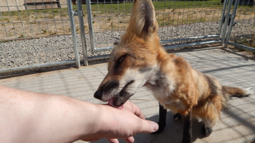 Skitter, now in her summer coat, is just such a sweet little foxy, kissing my hand or cleaning my pa