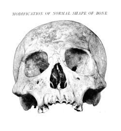 deathandmysticism:Matthew Henry Cryer, The Internal Anatomy of the Face, 1916