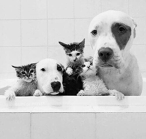 chachafrancestoo:  The gang’s all here. 