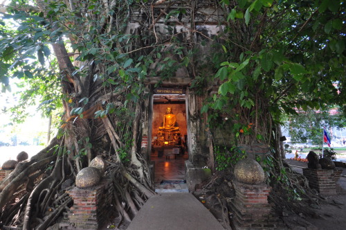 Wat Bang Kung, a temple under a tree, Thailand