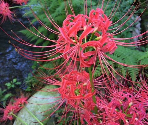 Higanbana or red spider lilies are a sign that autumn has arrived in Japan. You can see them everywh