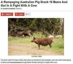 advice-animal:  Damn Drunken Pigsadvice-animal.tumblr.com