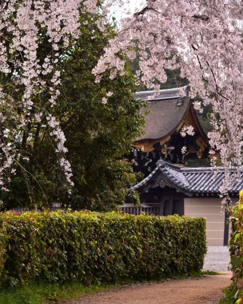 ’ ’ 【京都の桜】京都御苑 近衛邸跡 しだれ桜 ’ ’ 桜のトンネル ’ ’ 2022.3.30撮影 ’ &rsq