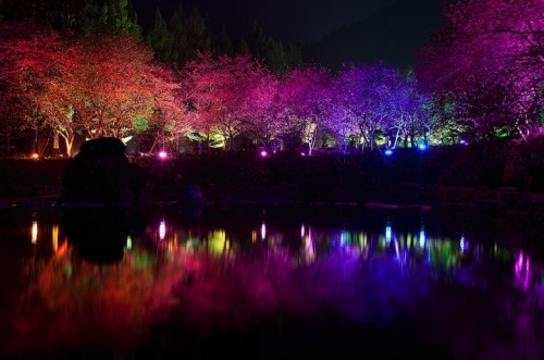 the-iridescence:  Held annually since 2001, the Aboriginal Cherry Blossom Festival brings together a large number of visitors to the Formosan Aboriginal Culture Village to see their 2,000 cherry blossom trees. While viewing them during the day would