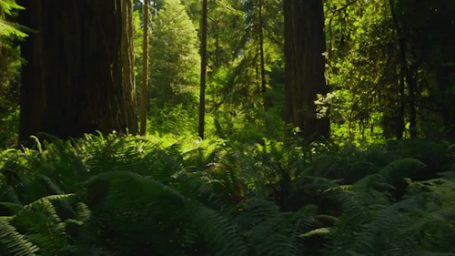 Green Aesthetic | More Here:@juicifruit!