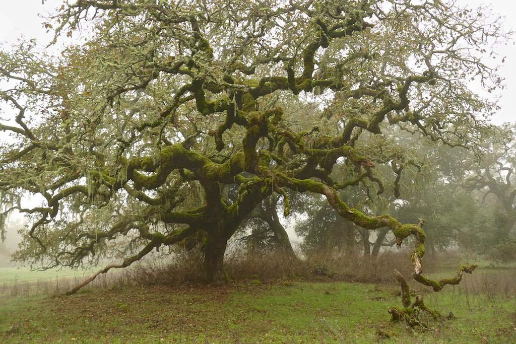 90377:   Misty oaks. Crane Creek Regional Park, Sonoma County . by alice cummings