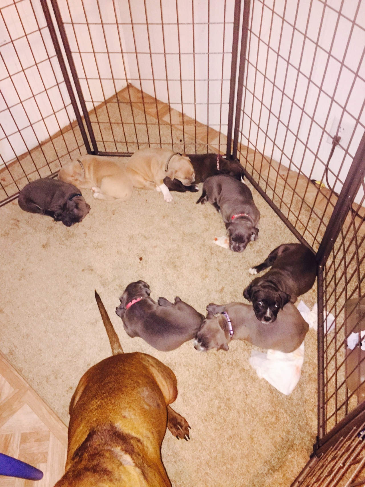 handsomedogs:  Dad, Mom, and all their pups! @lunar-ly