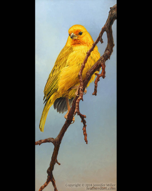  “Saffron Cascade”, Saffron Finch. 6"x14" oil on stretched linen. 