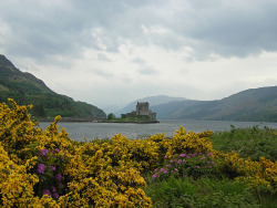 pagewoman:  Eilean Donan Castle, Dornie, Kyle of Lochalsh, Scottish Highlands  © 2004 Scotiana