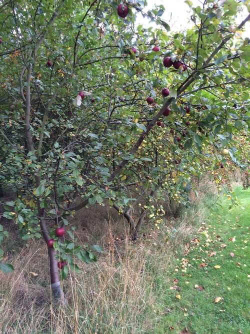 jillraggett:Plant of the DayWednesday 7 October 2015There is a generous apple crop this year and I w