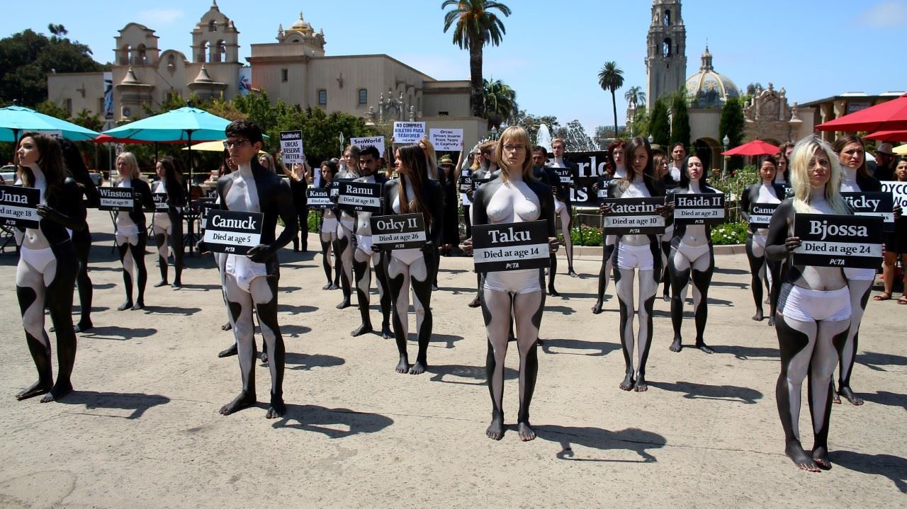 ORCAS. Activistas de PETA (Personas por el Trato Ético de los Animales) durante una manifestación en la cual 38 activistas se pintaron como orcas para representar lo que dicen son el número de orcas que murieron prematuramente en Sea World, en San...