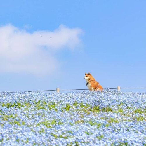 The cutest flower boi captured by Japanese photographer Masayo Ishizuki