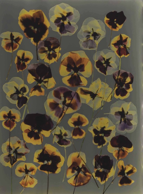 crystalline-aesthetics:Adam Fuss Untitled (Pansies). 1992, cibachrome photogram, 35.5 x 28 cm