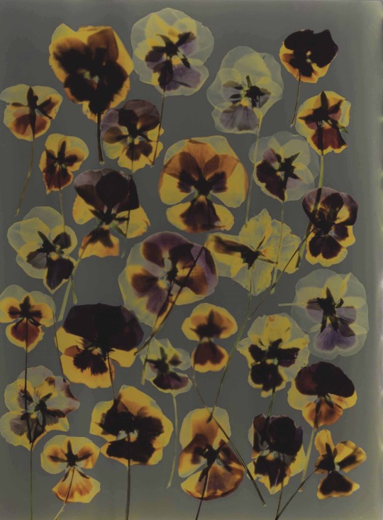Adam Fuss Untitled (Pansies). 1992, cibachrome photogram, 35.5 x 28 cm