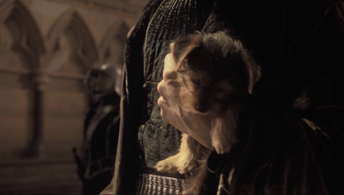 noirandchocolateeggs:Vetinari was just gently carrying around his very sleepy Wuffles puppy this ent