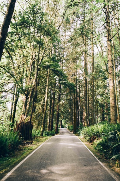 bdytang: Forest roads