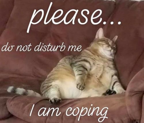 sleepnoises:[ID: fat brown tabby cat slumped tummy-out on a brown sofa, captioned in looping script 