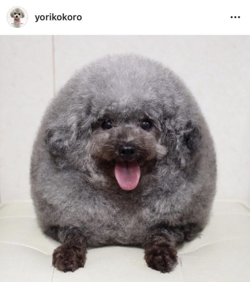 motherish:This is my favorite dog in the entire world. Whenever I am feeling sad I visit their IG an