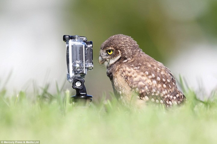 catsbeaversandducks:  “Say cheese!”Via My Modern Met