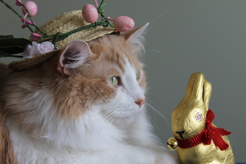 mostlycatsmostly:Easter Bonnet (by karlaspence35)