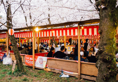 lifeinkyoto: Hanami at Hirano Jinja People’s opinions may differ, but to me, the cherry blosso