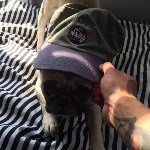 crucialburger:  My lil pug rocking my hat better than I do