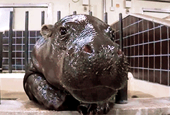 thefrogman:  [video]