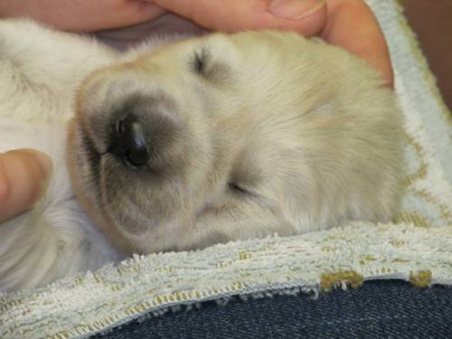 Nothing beats that puppy breath. From Bergin University’s new litter.