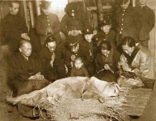 historicpicturess:  One of the most touching photos in history. 8th March 1934: the dog Hachiko has 