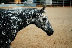 nikkie99:  Don’t know what color this horse is suppose to be. Whether it’s an Appaloosa or a dapple it’s still really cool. I actually kind of love the markings.  WOAH!