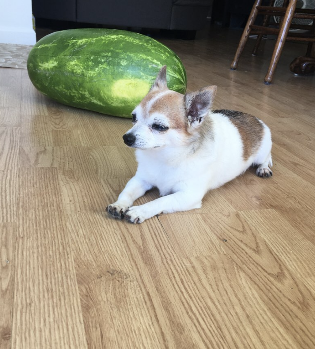 eatingwithdogs:  ✨🐶🍉