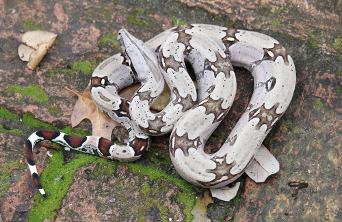 crispysnakes: Two North Brazil kids from Sas’s litter that spent the winter with me. 