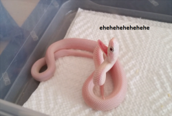 snekysnek:  My rat snake is such a jokester.