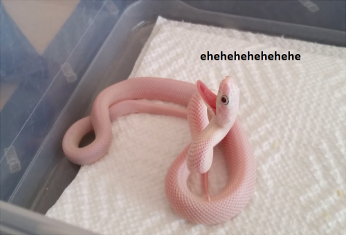 Porn photo snekysnek:  My rat snake is such a jokester.