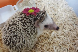 truefactsaboutthehedgehog:  meddythehedgie:  また花で遊んでしまいすみません…。  When a female hedgehogs puts a flower on her head, it is a symbol that she has just mated and eaten the flesh of her mate to gain nutrients for her unborn