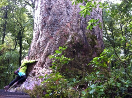Im In Love With The Kauri