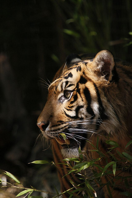 big-catsss:  Portrait Of A Tiger by boydmace on Flickr.