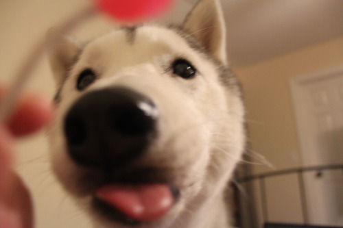 southernsnowdogs:  You dingus, you’re supposed to lick it. 