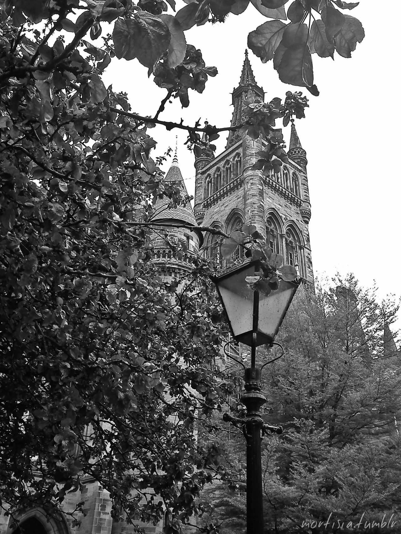 mortisia:  University of Glasgow, Scotland. Personal photography © 2014. x 