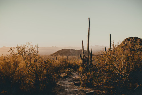 julianajohnsonphoto: Saguaro National Park Western District Tuscon, Arizona December 2017 instagram: