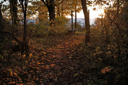 Golden tunnel to the Lake.