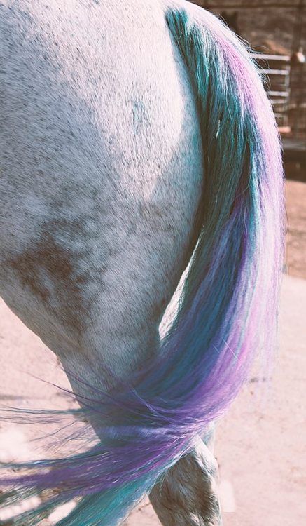 sh-equine-photography:  dyed my handsome porn pictures