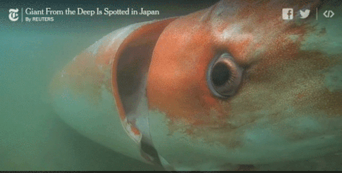 mindblowingscience:This is a real life, alive Giant Squid found off the coast of Japan. This video w